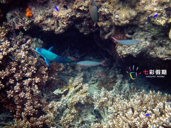 斐济玛娜岛浮潜