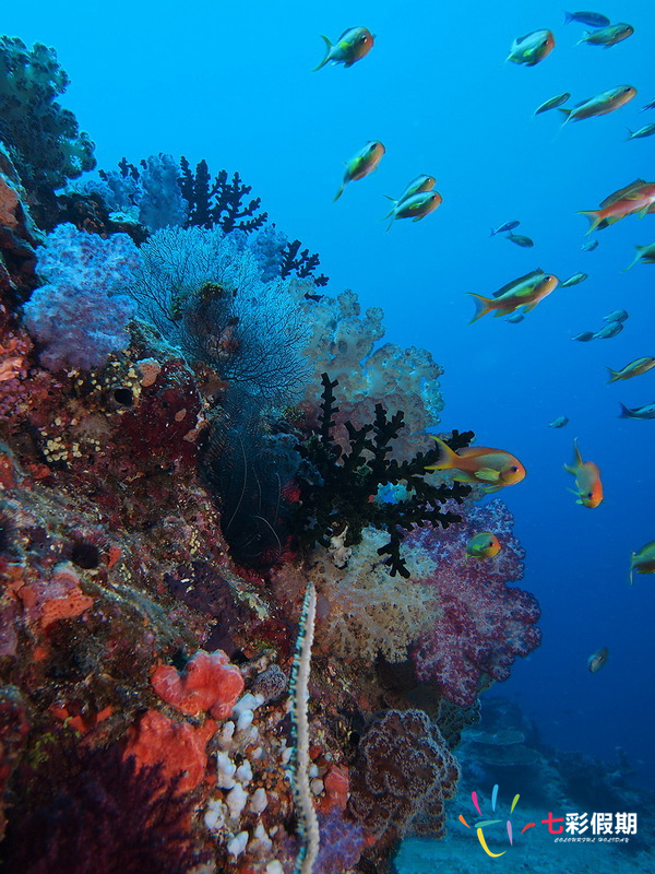 斐济安妮波密珊瑚礁浮潜点