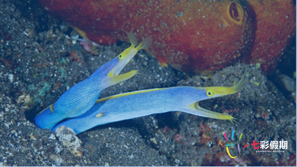 斐济蓝带鳗鱼珊瑚礁浮潜