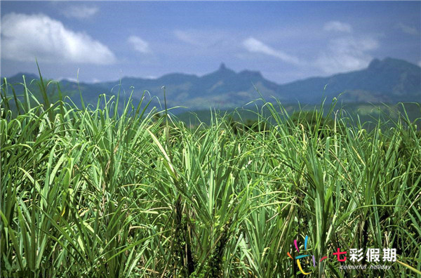 斐济甘蔗林