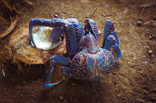 斐济椰子蟹