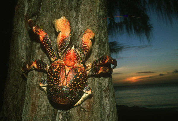 斐济椰子蟹