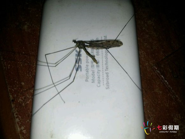 斐济的蚊虫