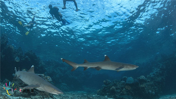 斐济鲨鱼浮潜