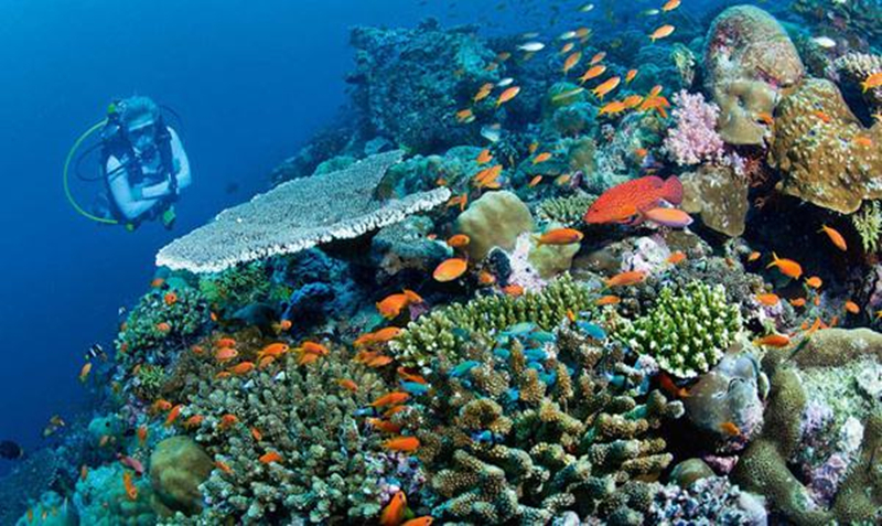 马尔代夫满月岛潜水